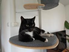 A cat on a platform with a grey cushion