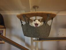 A yawning cat in the hammock of his indoor cat tree