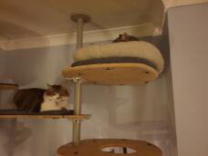 2 cats laying on shelves of their indoor cat tree
