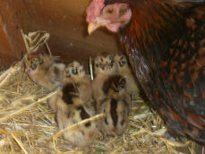 Friesian Chicks & Mum