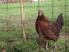 Red pencilled pullet at chartley chucks
