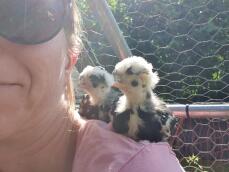 Chicks sitting on ladies shoulder