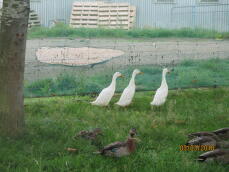 Lots of ducks including three indian runner ducks in a garden behind some netting