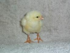 2 day old Ixworth chick