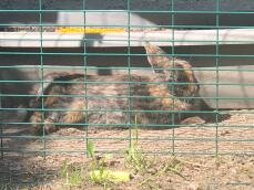 A large brown and black bunny rabbit lying in the sun in an animal run