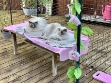 Two cats sat in a walk in run set up for cats with pink decorations