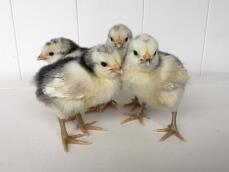 Week old Lakenvelder Chicks