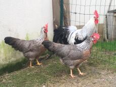 Chickens in run with chicken fencing
