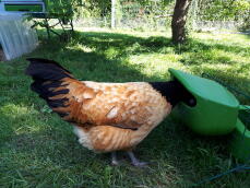 Chicken in feeder
