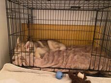 Dog sleeping Omlet Fido dog crate