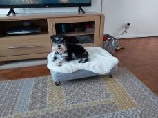 Our mini schnauzer pup loves her new big girl bed