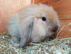 new rabbit !