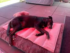 A dog laying on a cooling mat