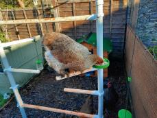 A chicken pecking some seeds from her perch, on a little bowl attached to the pole of a perch tree