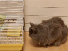 A cat staring at a hamster cage