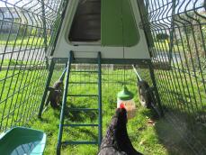 Omlet green Eglu Go up raised chicken coop and run with chickens and peck toy
