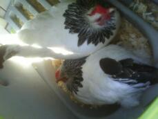 Sussex Bantam Chickens | Sussex Bantam For Sale | Chicken Breeds
