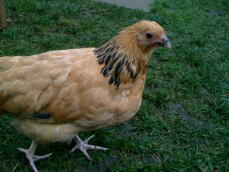 Sussex Bantam Chickens | Sussex Bantam For Sale | Chicken Breeds