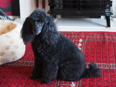 Colin, Toy Poodle