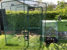 Chickens and Eglu Cube large chicken coop and run and Omlet walk in chicken run