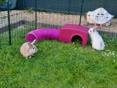 Our two bunnies Discovering the Zippi shelter with play tunnel 