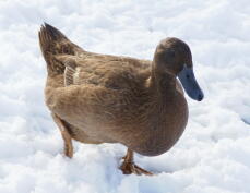 Duck in the snow