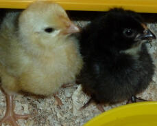 White and Blue Rosecomb chicks