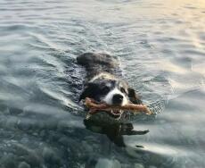 Dog with stick in its mouth swimming