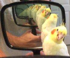 Sammy is blind, but he smiles in the mirror