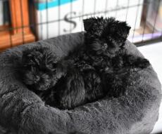 Two small black dogs on a donut shaped bed