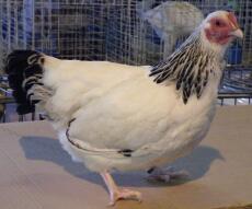 Sussex Bantam Chickens | Sussex Bantam For Sale | Chicken Breeds