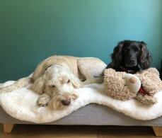 We love our new bed ! there’s even room for teddy! 