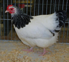 Sussex Bantam Chickens | Sussex Bantam For Sale | Chicken Breeds