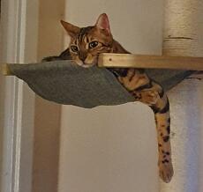 Bengal cat sleeping on cat tree hammock