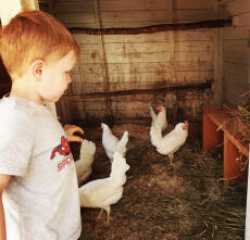 Child with chickens