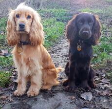 Two english cockerspaniel dogs
