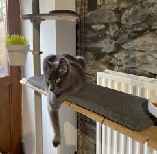 Grey cat sitting on a shelf of his indoor cat tree
