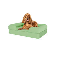 Dog sitting on matcha green medium memory foam bolster dog bed