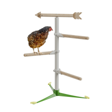 Chicken in the free standing  perch system kit