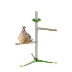 Chicken in the free standing  perch system spring kit