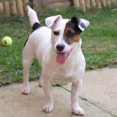 Rex the Jack Russell