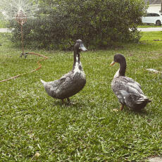 Two swedish ducks in a garden