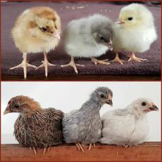Chicks before and after
