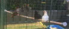 Lots of grey brown and white chickens on a wooden pole in a walk in run