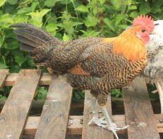 golden campine cockerel