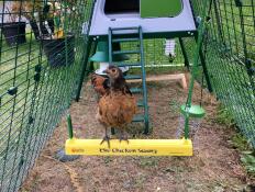 A small brown and white chicken on a chicken swing inside a chicken run attached to a Go up chicken coop