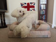 Two white dogs in the pawsteps natural bolster dog bed.