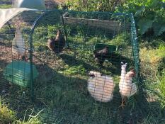 Chickens inside the extension of their run