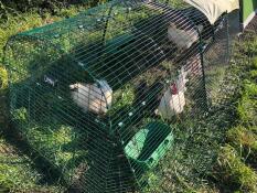A 1m extension on a chicken run