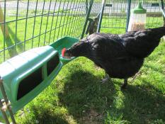 Chicken investigating feeder
